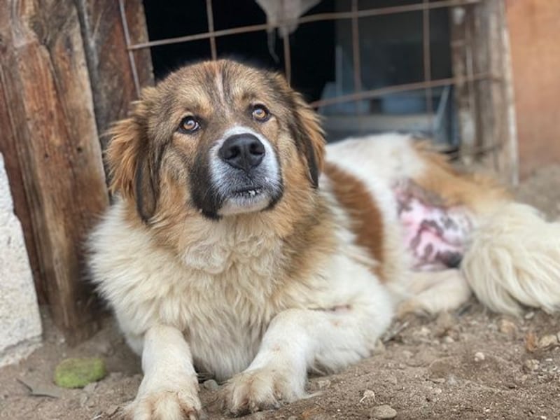 Fellnando, geb. ca. 04/2025, lebt in GRIECHENLAND, auf einer privaten Pflegestelle