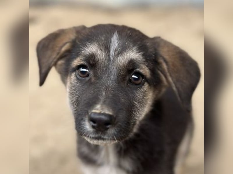 Pepito, geb. ca. 08/2025, lebt in GRIECHENLAND, auf einer privaten Pflegestelle