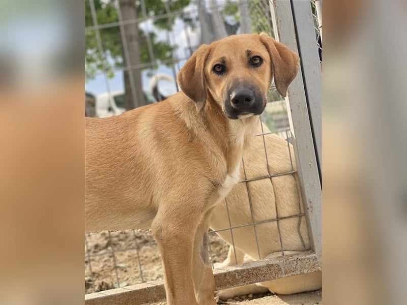 Bardo, geb. ca. 09/2023, lebt in GRIECHENLAND, im städt. Tierheim Serres