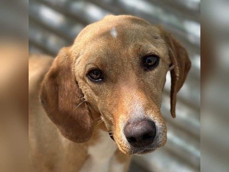 Gitano, geb. ca. 01/2024, lebt in GRIECHENLAND, auf einer privaten Pflegestelle