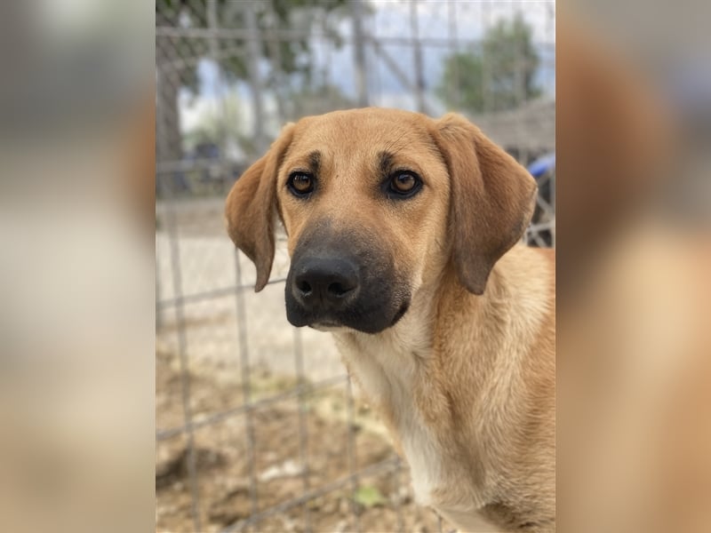 Bardo, geb. ca. 09/2023, lebt in GRIECHENLAND, im städt. Tierheim Serres