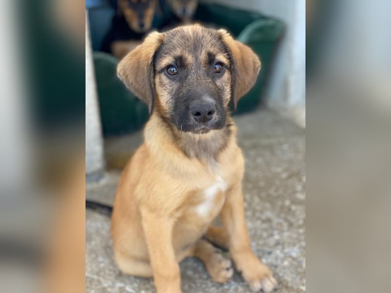 Maverick, geb. ca. 07/2025, lebt in GRIECHENLAND, im städt. Tierheim Serres