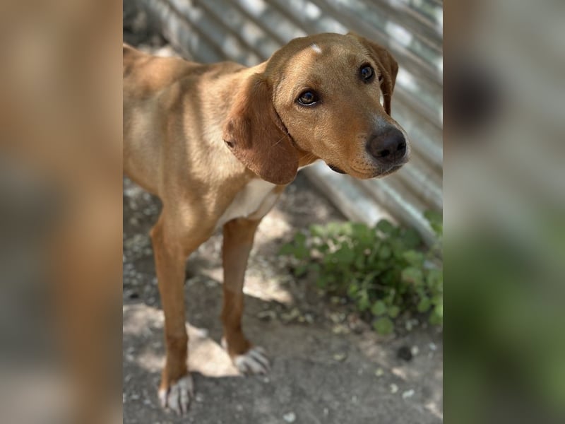 Gitano, geb. ca. 01/2024, lebt in GRIECHENLAND, auf einer privaten Pflegestelle