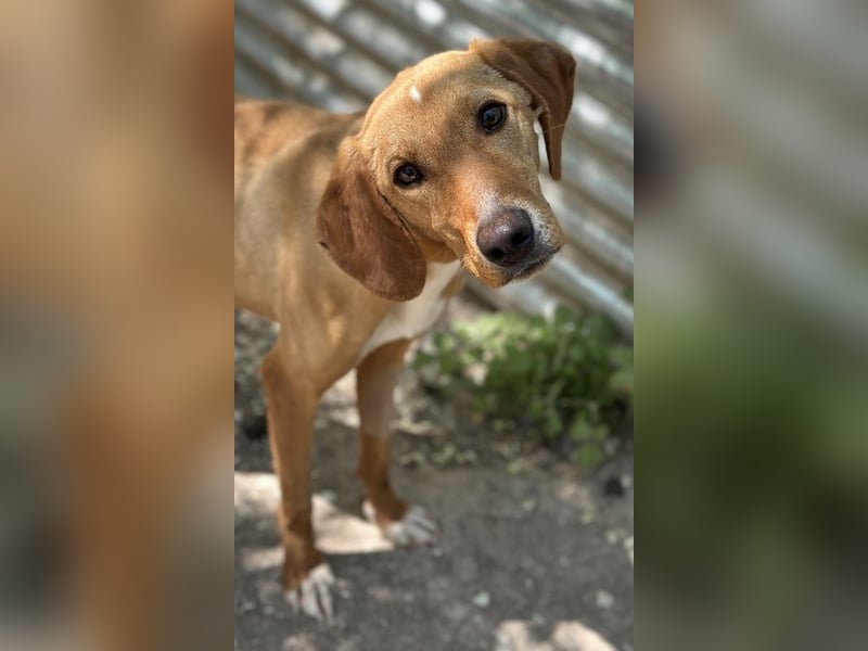 Gitano, geb. ca. 01/2024, lebt in GRIECHENLAND, auf einer privaten Pflegestelle