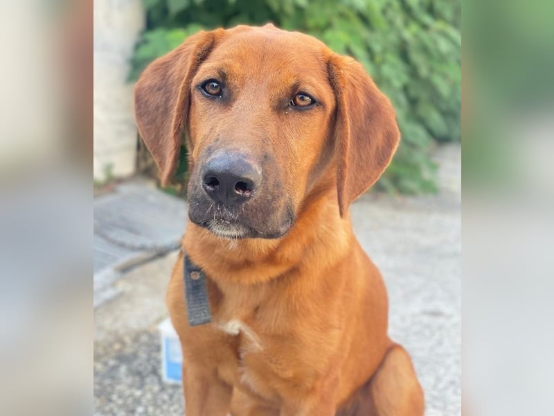 Cito, geb. ca. 02/2025, lebt in GRIECHENLAND, im städt. Tierheim Serres