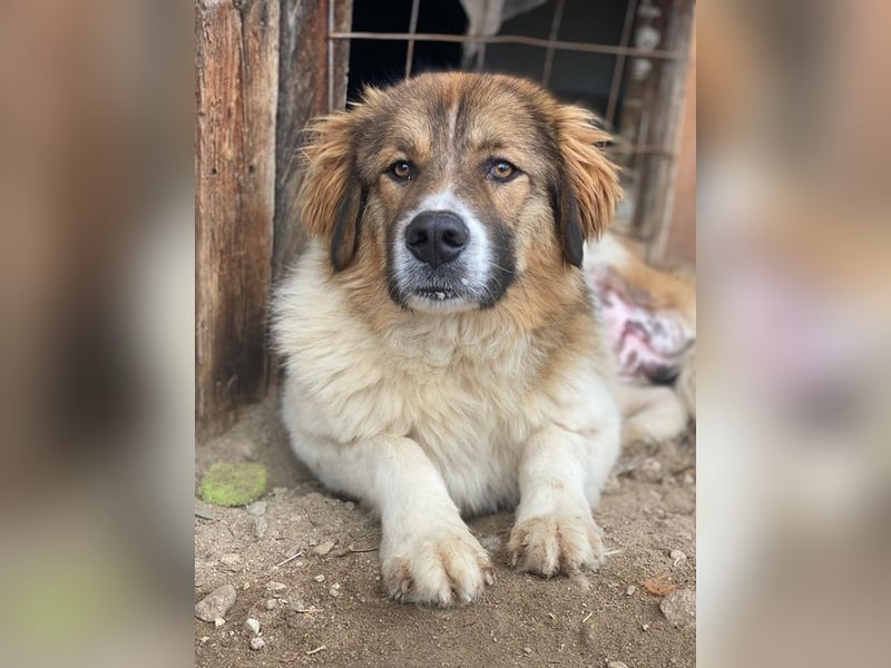 Fellnando, geb. ca. 04/2025, lebt in GRIECHENLAND, auf einer privaten Pflegestelle