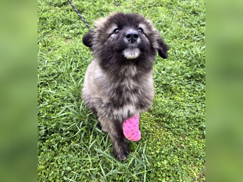 Zoya quirliges Hundemädel