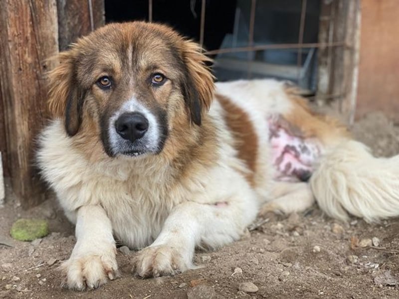 Fellnando, geb. ca. 04/2025, lebt in GRIECHENLAND, auf einer privaten Pflegestelle