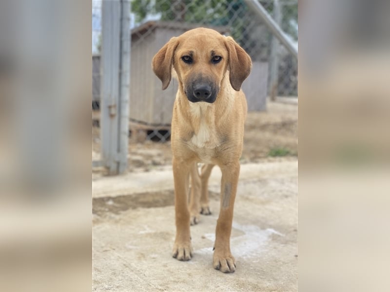 Bardo, geb. ca. 09/2023, lebt in GRIECHENLAND, im städt. Tierheim Serres