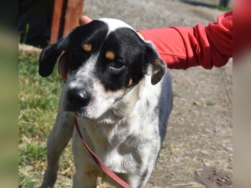 Freddie - freundlicher Jungspund