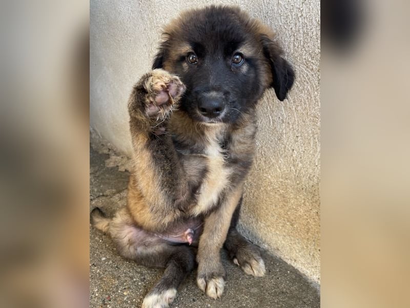 Mickey, geb. ca. 03/2026 , lebt in GRIECHENLAND, im städt. Tierheim Serres