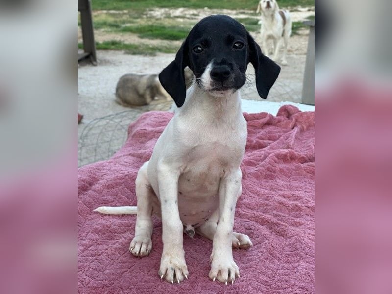 Yoshi, geb. ca. 05/2026, lebt in GRIECHENLAND, im städt. Tierheim Serres