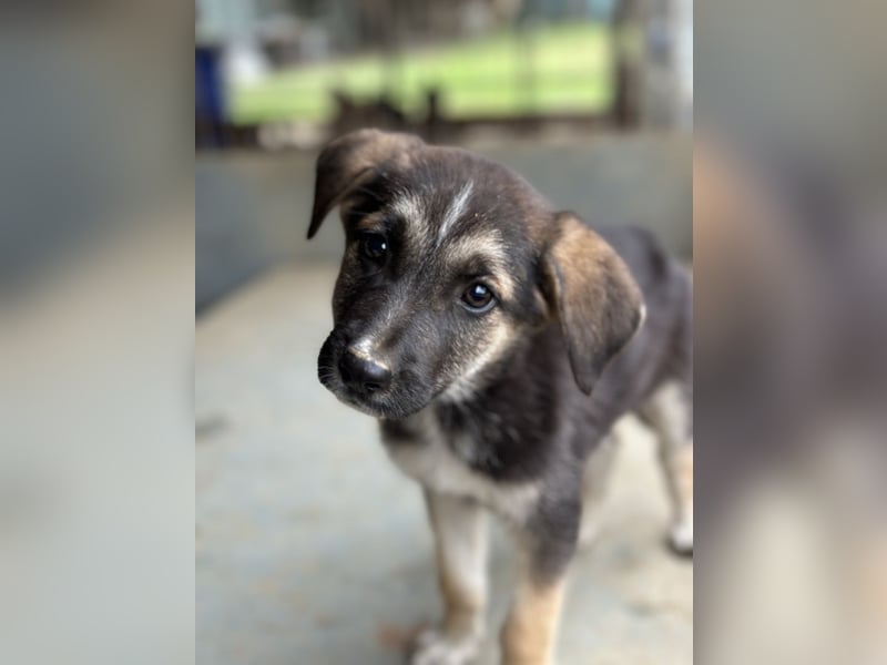 Pepito, geb. ca. 08/2025, lebt in GRIECHENLAND, auf einer privaten Pflegestelle