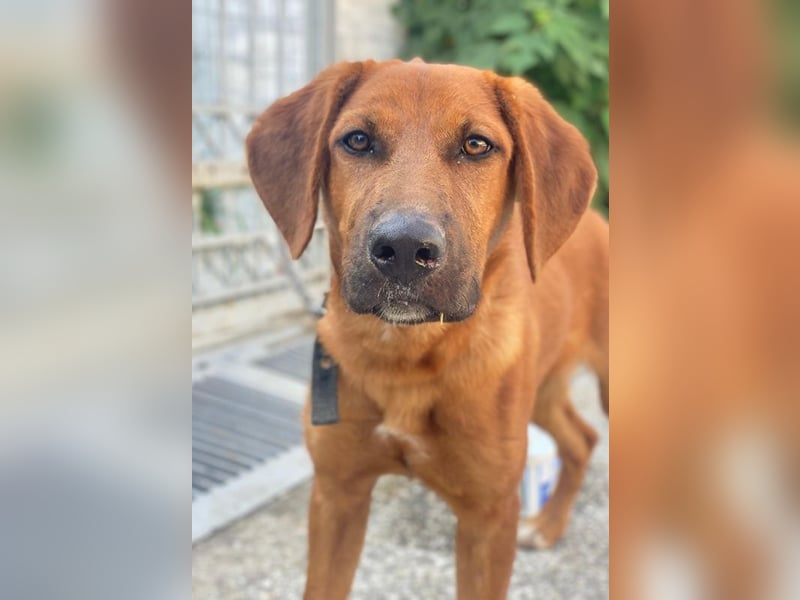 Cito, geb. ca. 02/2025, lebt in GRIECHENLAND, im städt. Tierheim Serres