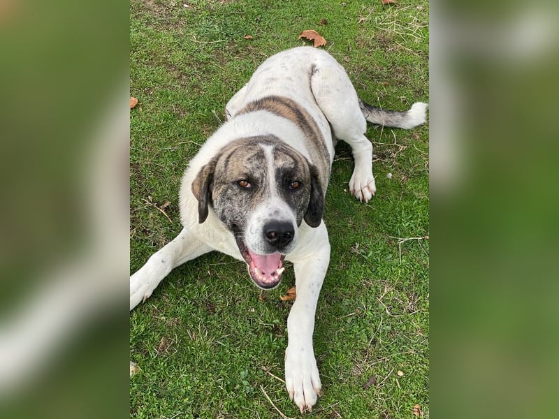 Pugsley, geb. ca. 11/2024, lebt in GRIECHENLAND, im städt. Tierheim Serres