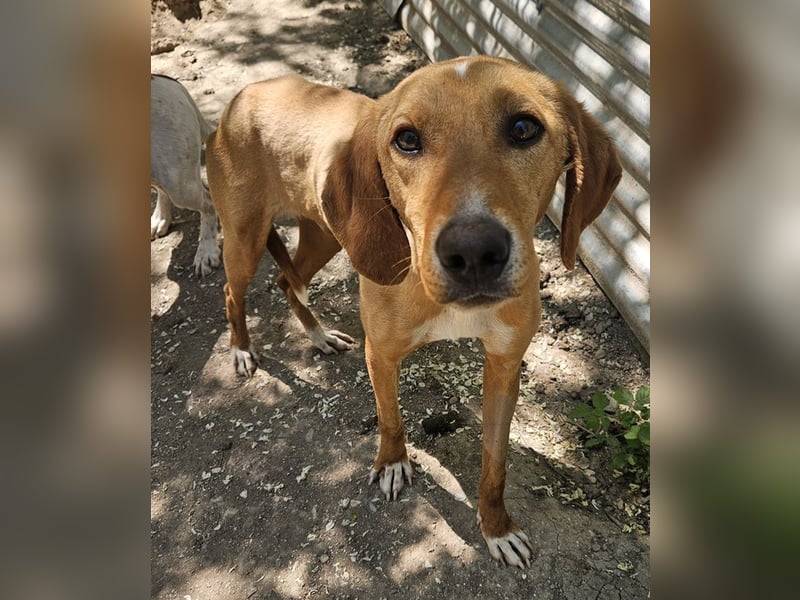 Gitano, geb. ca. 01/2024, lebt in GRIECHENLAND, auf einer privaten Pflegestelle