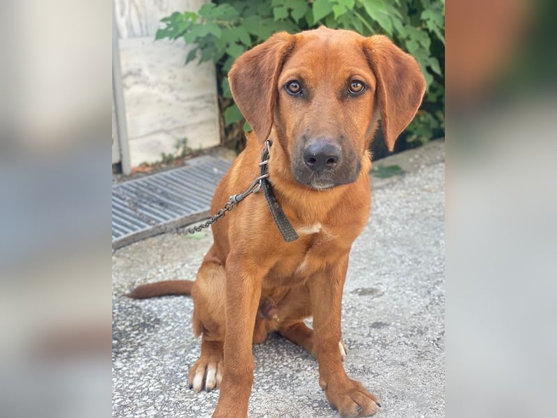 Cito, geb. ca. 02/2025, lebt in GRIECHENLAND, im städt. Tierheim Serres