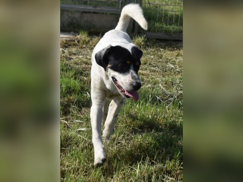 Freddie - freundlicher Jungspund