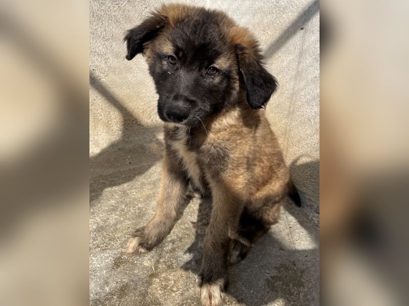 Mickey, geb. ca. 03/2026 , lebt in GRIECHENLAND, im städt. Tierheim Serres