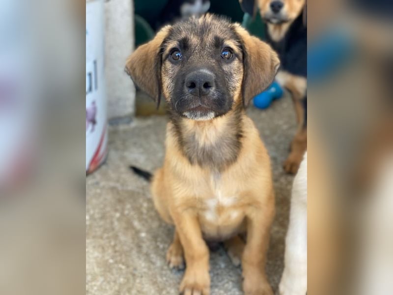 Maverick, geb. ca. 07/2025, lebt in GRIECHENLAND, im städt. Tierheim Serres