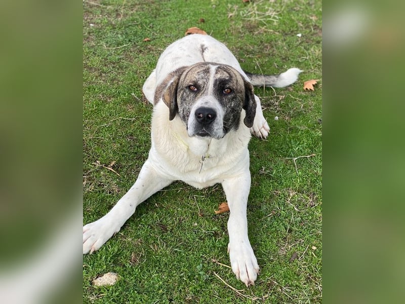 Pugsley, geb. ca. 11/2024, lebt in GRIECHENLAND, im städt. Tierheim Serres