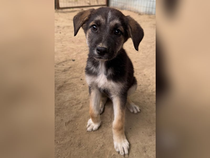 Pepito, geb. ca. 08/2025, lebt in GRIECHENLAND, auf einer privaten Pflegestelle