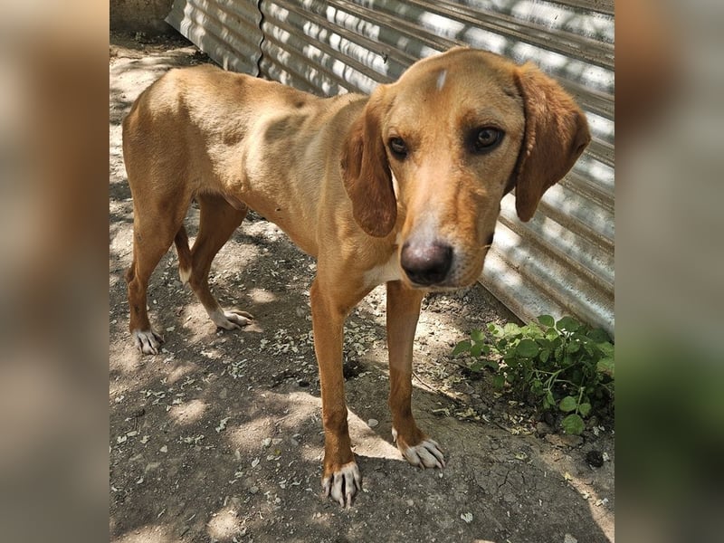 Gitano, geb. ca. 01/2024, lebt in GRIECHENLAND, auf einer privaten Pflegestelle