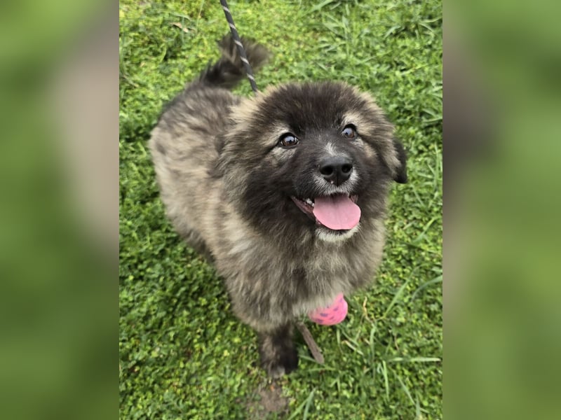 Zoya quirliges Hundemädel