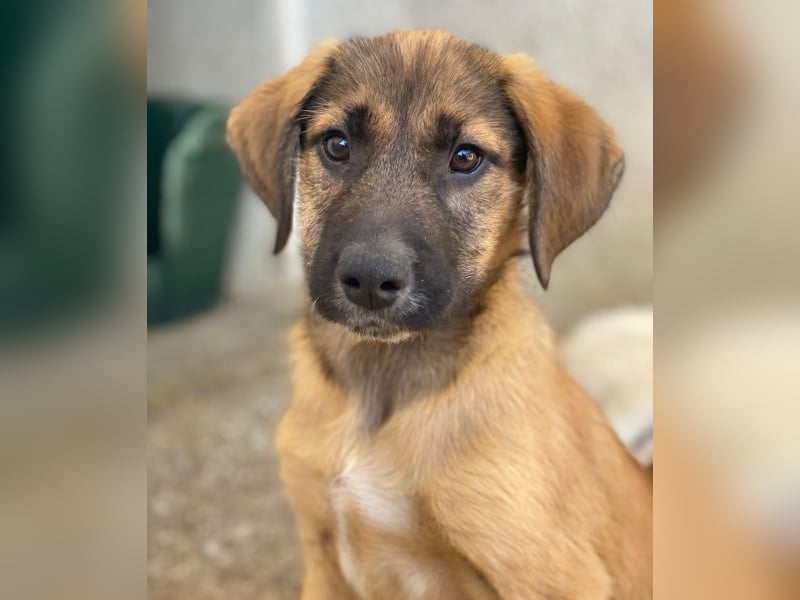 Maverick, geb. ca. 07/2025, lebt in GRIECHENLAND, im städt. Tierheim Serres