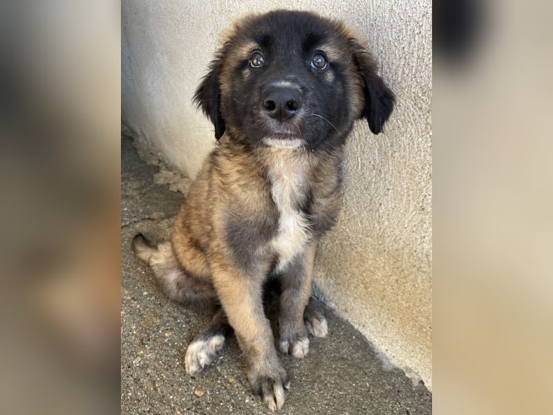 Mickey, geb. ca. 03/2026 , lebt in GRIECHENLAND, im städt. Tierheim Serres