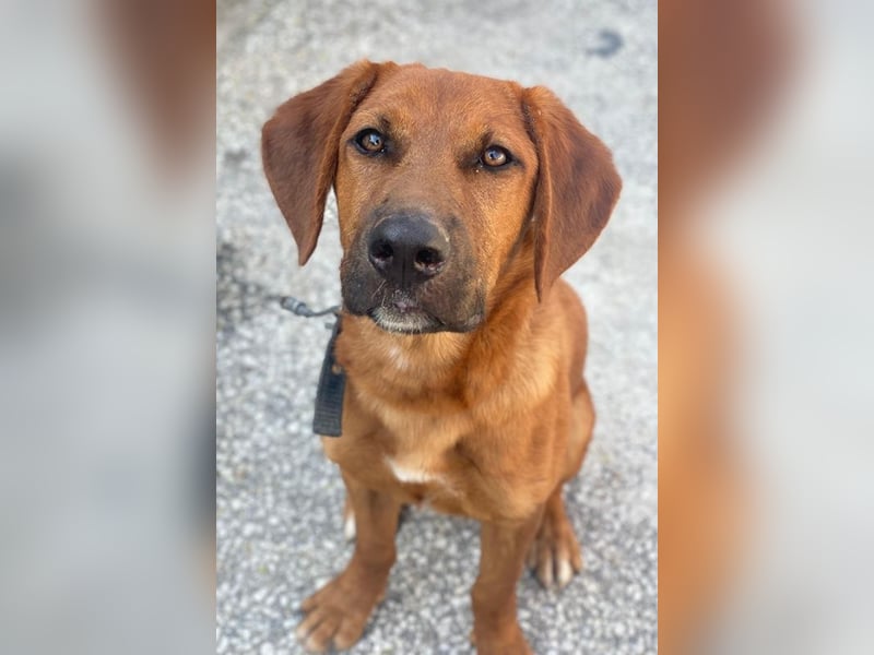 Cito, geb. ca. 02/2025, lebt in GRIECHENLAND, im städt. Tierheim Serres