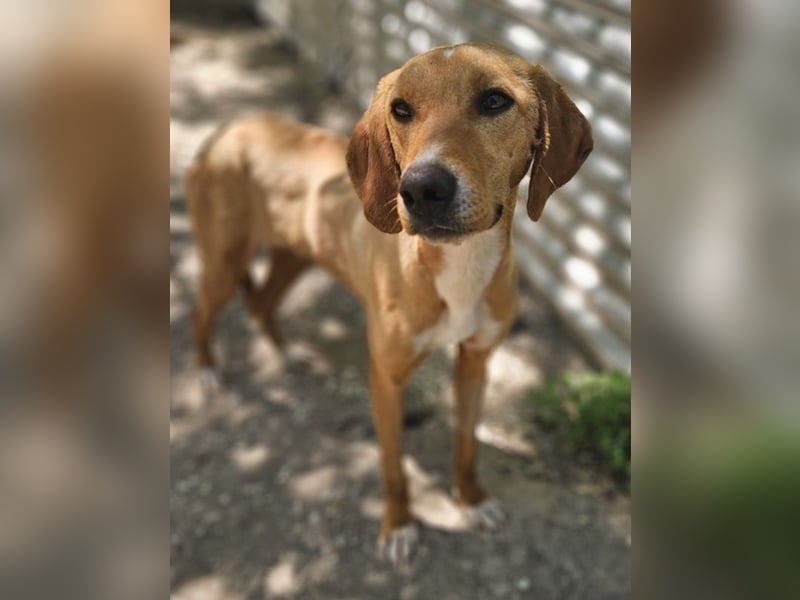 Gitano, geb. ca. 01/2024, lebt in GRIECHENLAND, auf einer privaten Pflegestelle