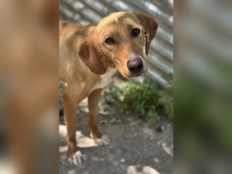 Gitano, geb. ca. 01/2024, lebt in GRIECHENLAND, auf einer privaten Pflegestelle