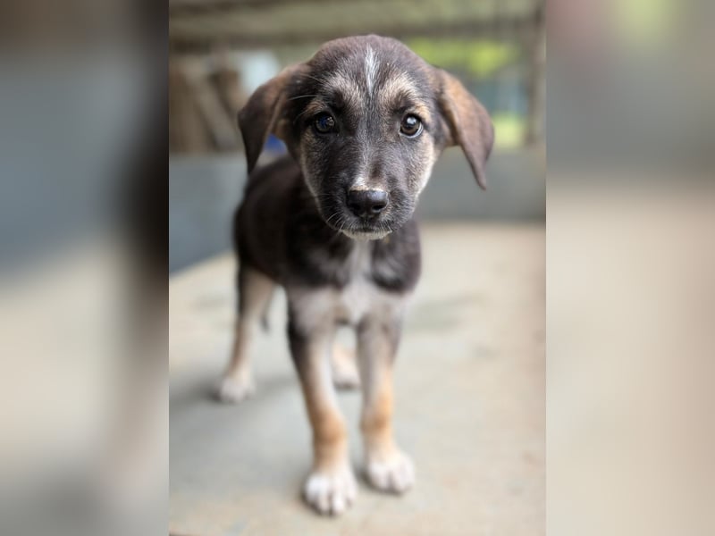 Pepito, geb. ca. 08/2025, lebt in GRIECHENLAND, auf einer privaten Pflegestelle