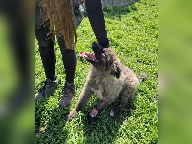 Zoya quirliges Hundemädel