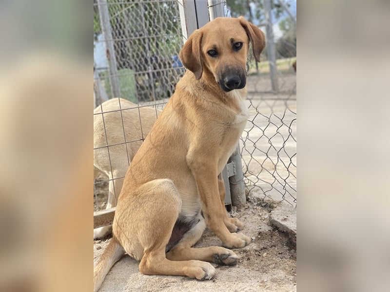 Bardo, geb. ca. 09/2023, lebt in GRIECHENLAND, im städt. Tierheim Serres