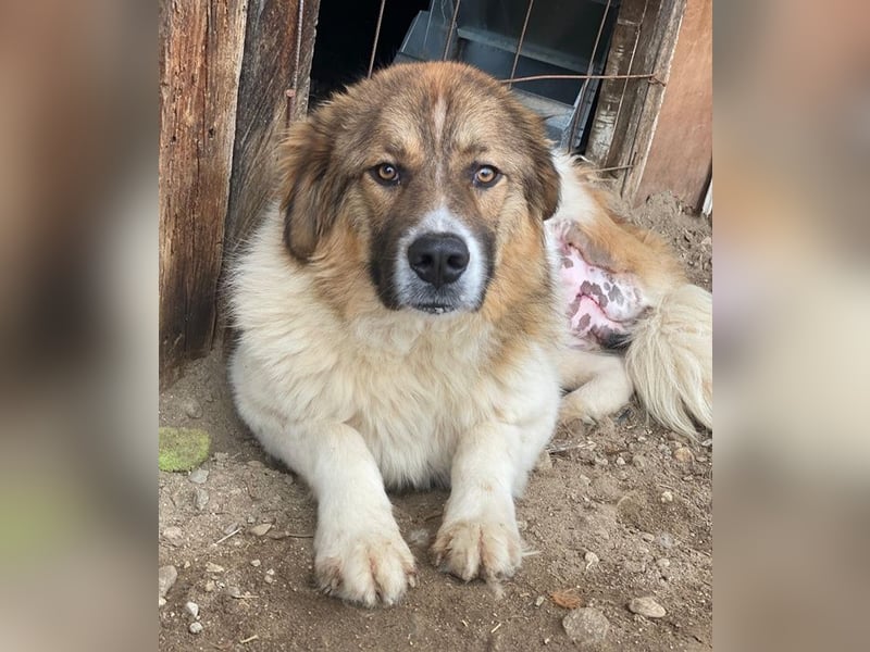 Fellnando, geb. ca. 04/2025, lebt in GRIECHENLAND, auf einer privaten Pflegestelle