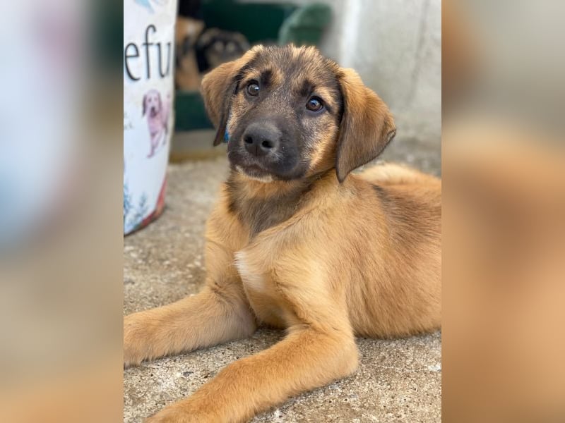 Maverick, geb. ca. 07/2025, lebt in GRIECHENLAND, im städt. Tierheim Serres