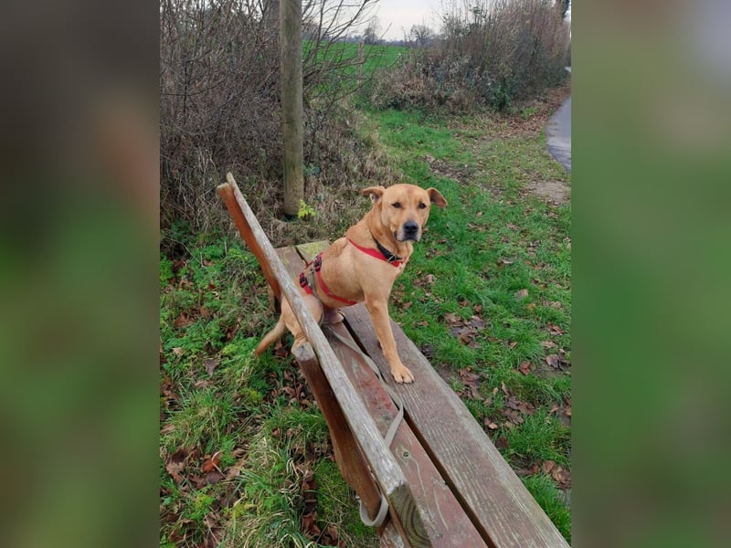 Ozzy - Konsequenz gefragt - Pflegestelle in Sachsen Anhalt