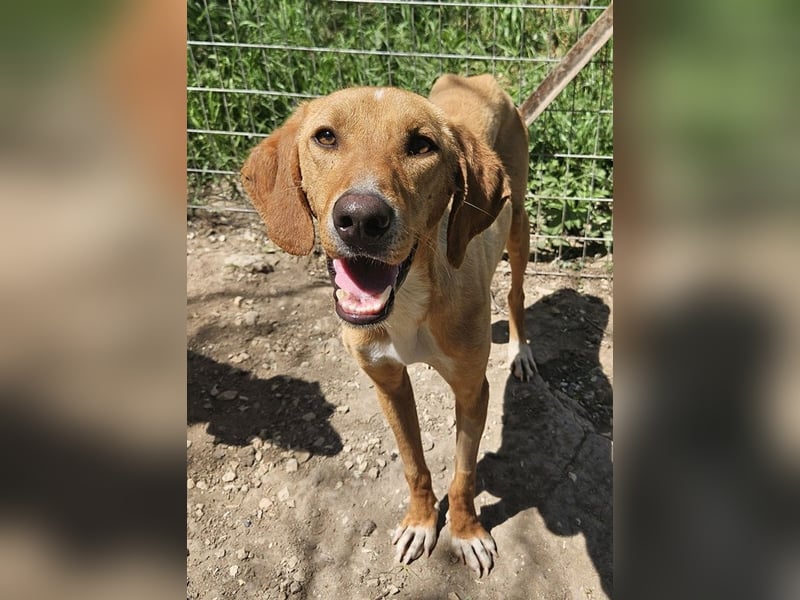 Gitano, geb. ca. 01/2024, lebt in GRIECHENLAND, auf einer privaten Pflegestelle