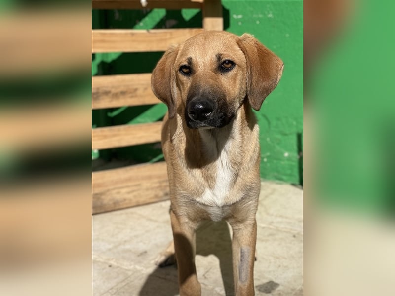 Bardo, geb. ca. 09/2023, lebt in GRIECHENLAND, im städt. Tierheim Serres