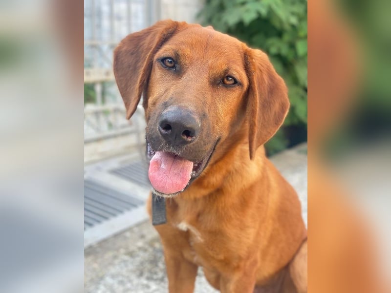 Cito, geb. ca. 02/2025, lebt in GRIECHENLAND, im städt. Tierheim Serres