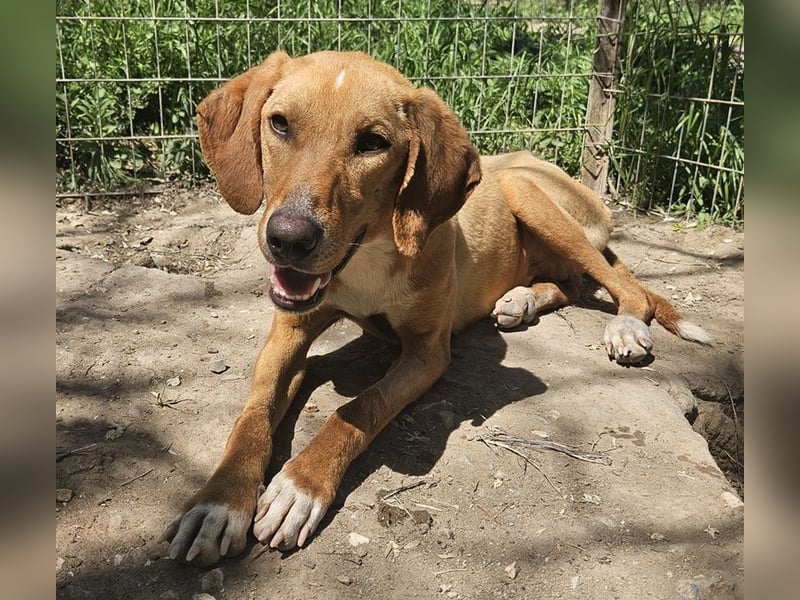 Gitano, geb. ca. 01/2024, lebt in GRIECHENLAND, auf einer privaten Pflegestelle