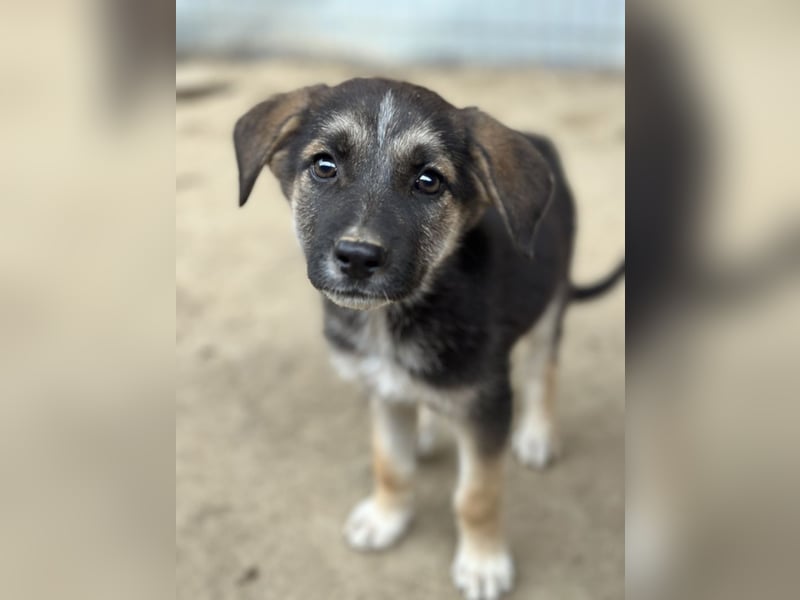 Pepito, geb. ca. 08/2025, lebt in GRIECHENLAND, auf einer privaten Pflegestelle