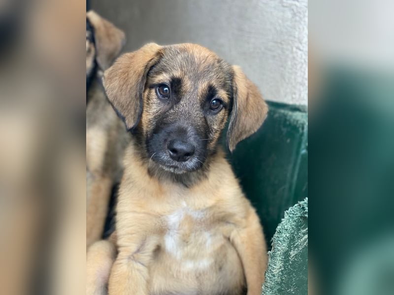 Maverick, geb. ca. 07/2025, lebt in GRIECHENLAND, im städt. Tierheim Serres