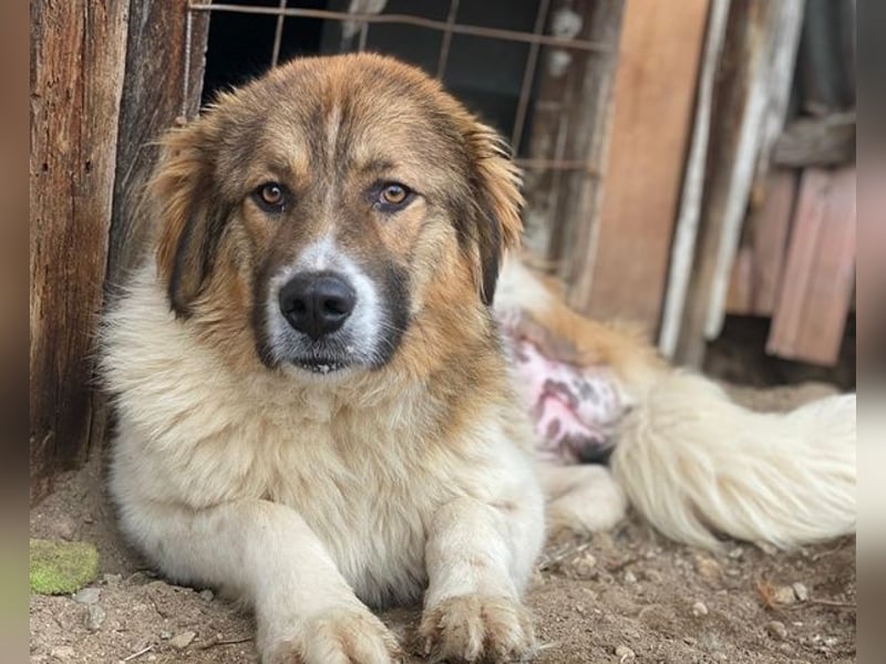 Fellnando, geb. ca. 04/2025, lebt in GRIECHENLAND, auf einer privaten Pflegestelle