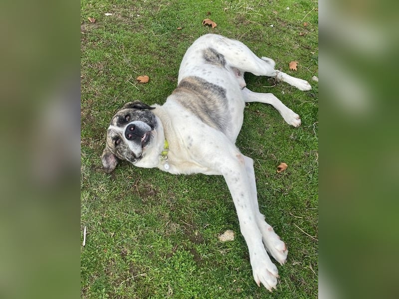 Pugsley, geb. ca. 11/2024, lebt in GRIECHENLAND, im städt. Tierheim Serres