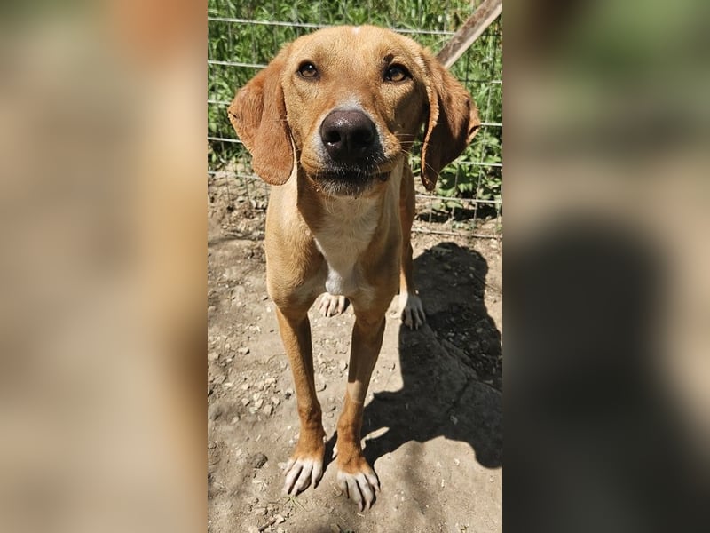 Gitano, geb. ca. 01/2024, lebt in GRIECHENLAND, auf einer privaten Pflegestelle