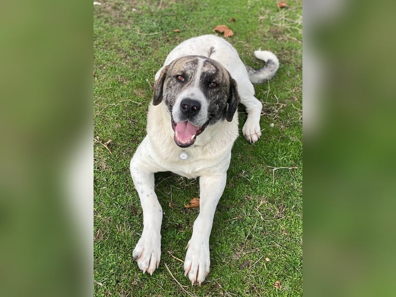 Pugsley, geb. ca. 11/2024, lebt in GRIECHENLAND, im städt. Tierheim Serres