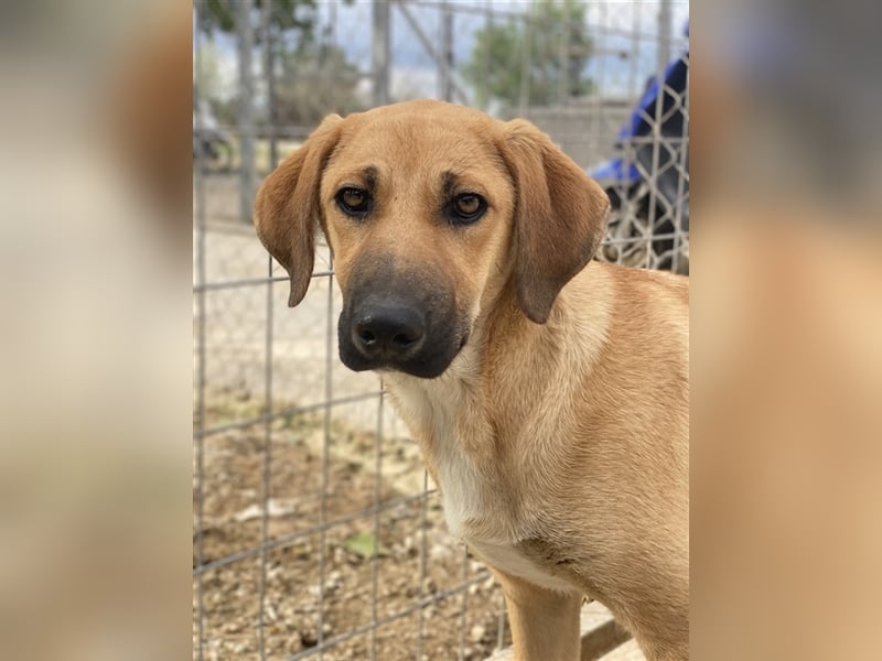 Bardo, geb. ca. 09/2023, lebt in GRIECHENLAND, im städt. Tierheim Serres